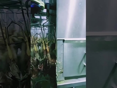 Μηχανή σφαγής πουλερικών υψηλής χωρητικότητας