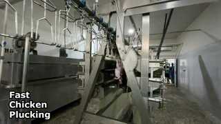 plucker κοτόπουλου