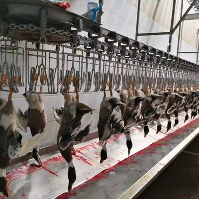 Μηχανή σφαγής κοτόπουλου χήνας γαλοπούλας πάπιας 1000BPH Μηχανή επεξεργασίας πουλερικών