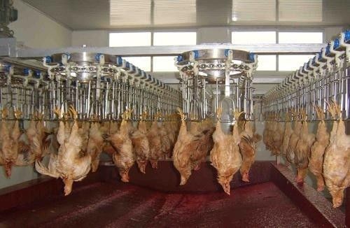 Προσαρμόσιμη και Ανθεκτική Γραμμή Επεξεργασίας Πουλερικών με Ανοξείδωτο Χάλυβα 304