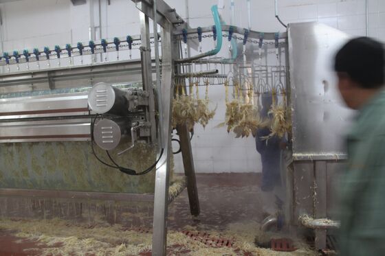 Μηχανή κοτόπουλου μικρού μεγέθους Αττόριο πουλερικών Αττόριο πουλερικών ((pollos) Επεξεργασία κρέατος Εξοπλισμός επεξεργασίας κοτόπουλου